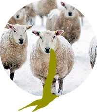 ovejas en la patagonia